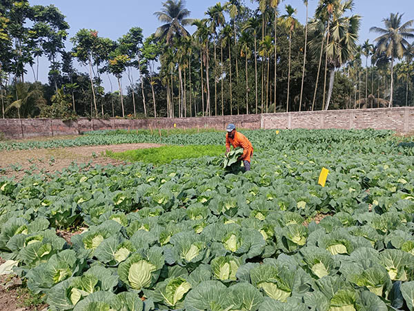 Farmland for Agri Research at Chotto Jagulia 2024