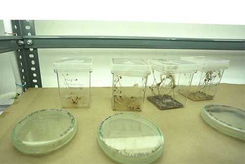 biotechnology & agriculture Photo-4